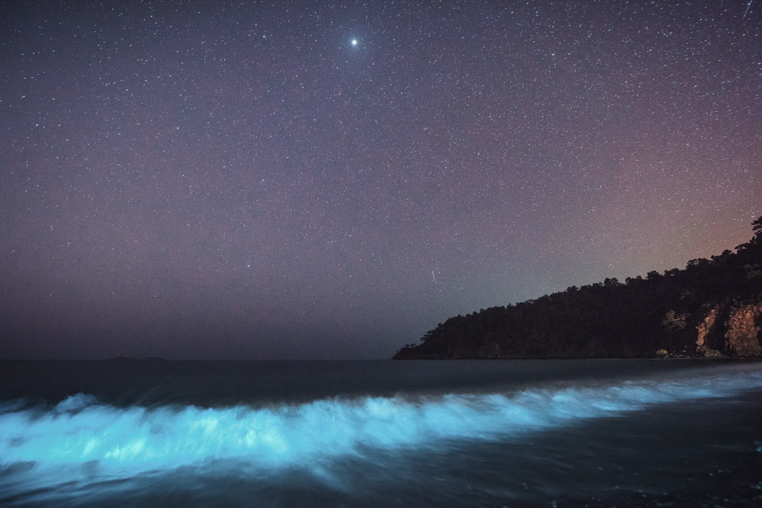 Bioluminiscencia