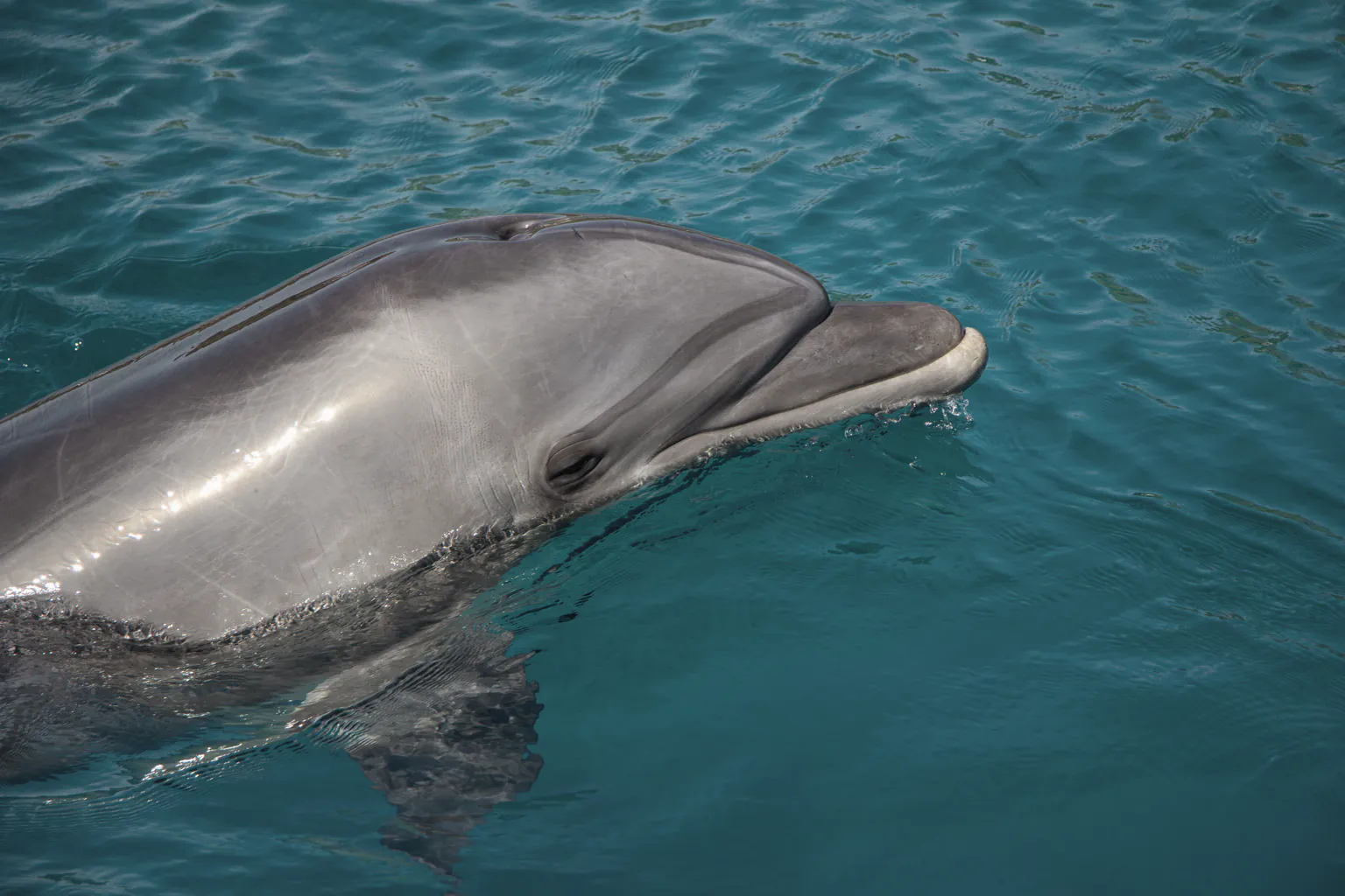 Avistamiento de delfines
