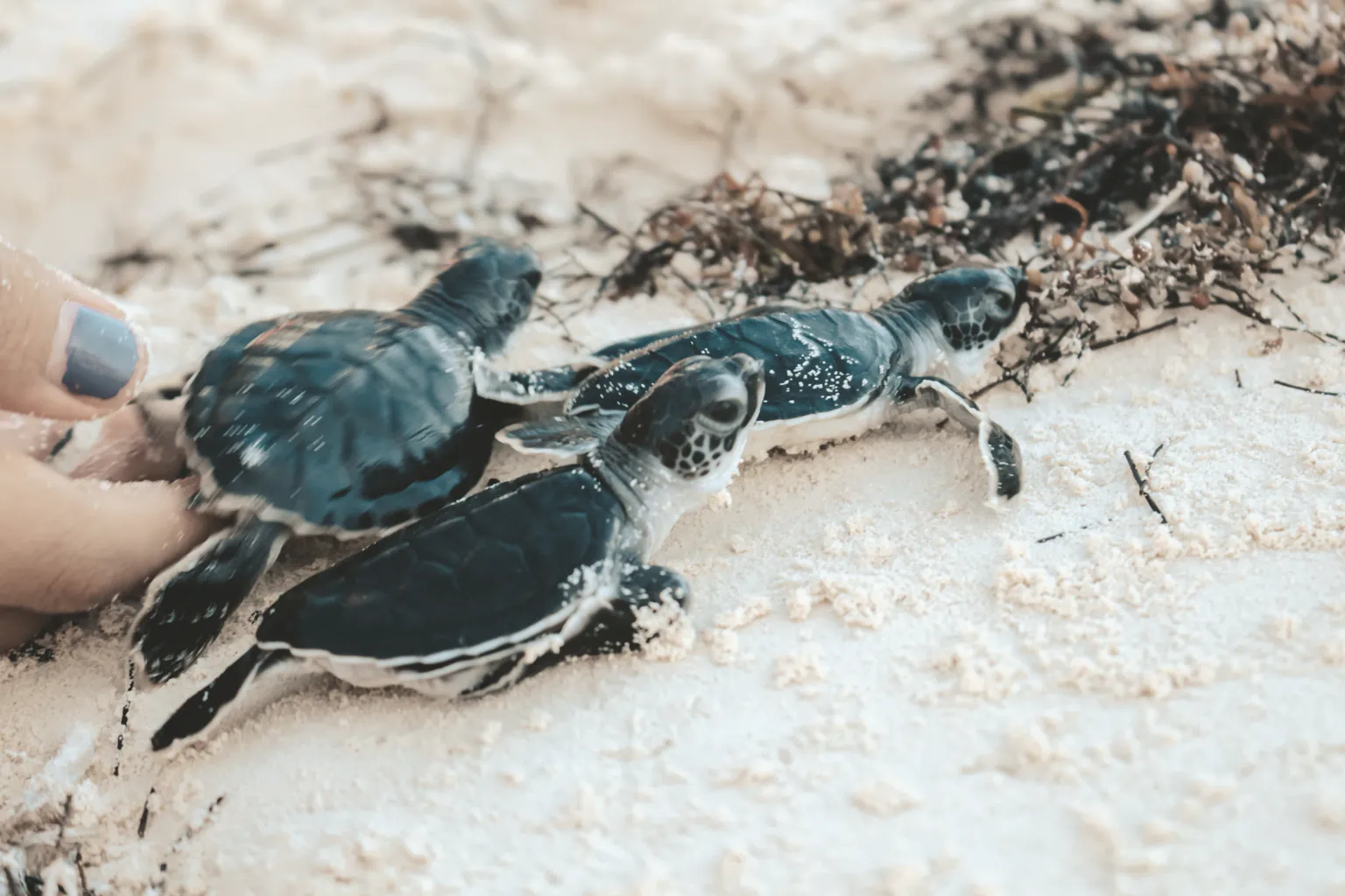 Liberación de tortugas